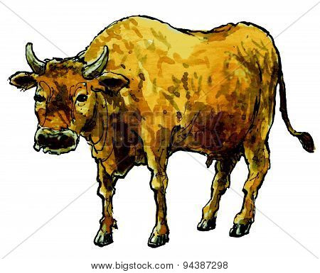 Cow