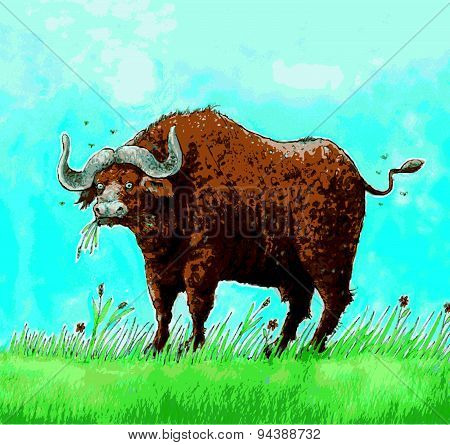 Buffalo