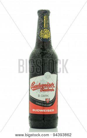 Budweiser dark lager beer isolated on white background.