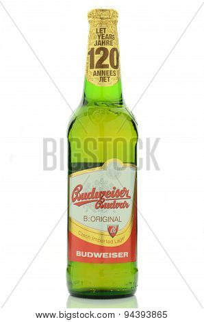 Budweiser lager beer isolated on white background.