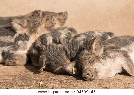 Young Happy Pigs Lying In The Sun In The Pigsty