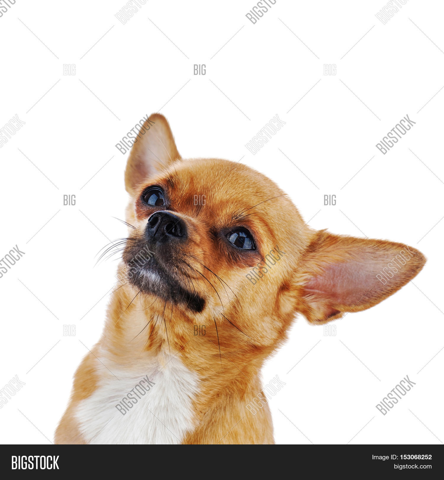 Red Chihuahua Dog Image & Photo (Free Trial) | Bigstock