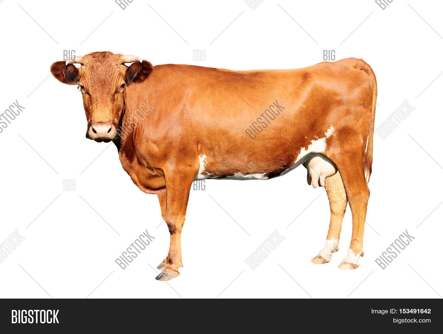 Brown Cow Isolated On Image & Photo (Free Trial) Bigstock