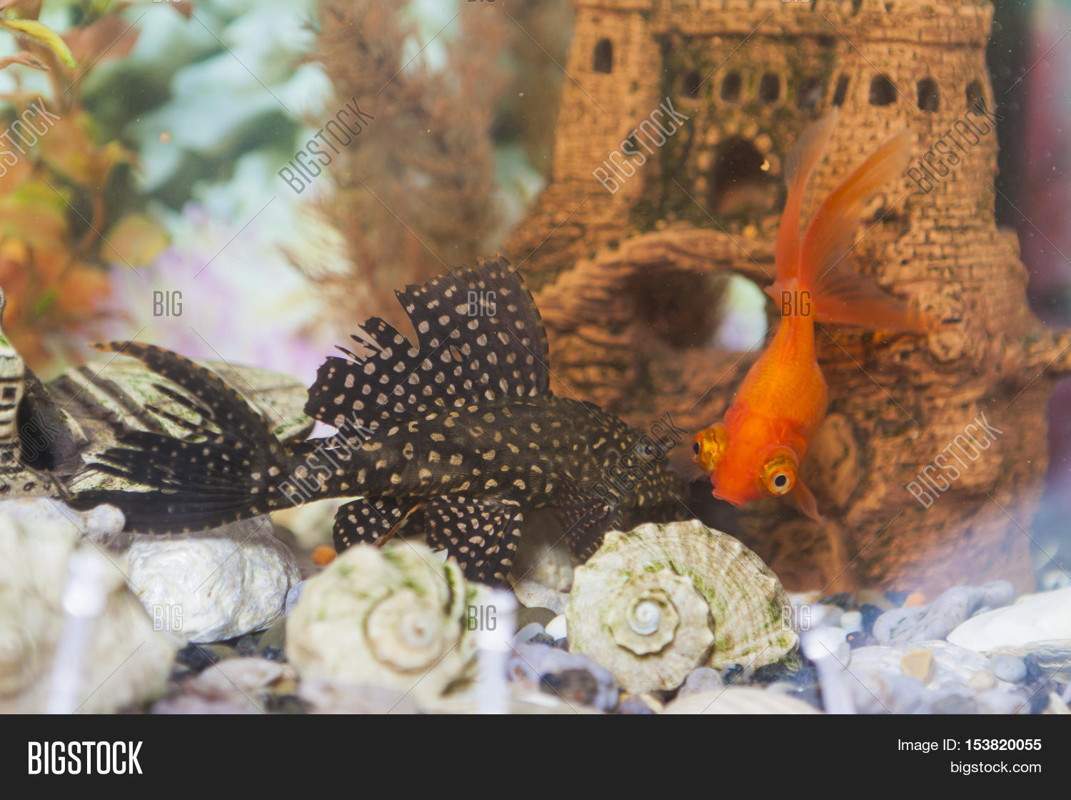 Two Types Fish 图片和照片（免费试用） | Bigstock