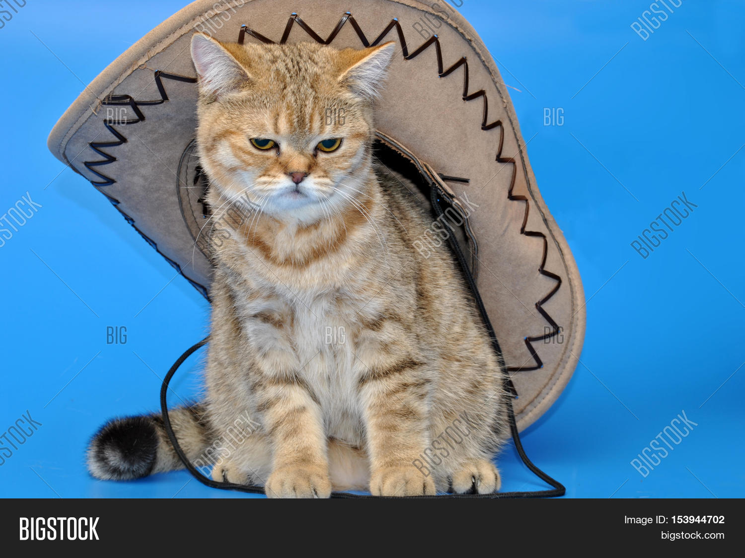Cat Hat Sitting On Blue Background Image & Photo Bigstock