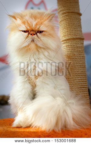 Beautiful Persian red cat photographed in close-up