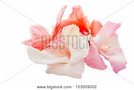 pink gladiolus flower on a white background