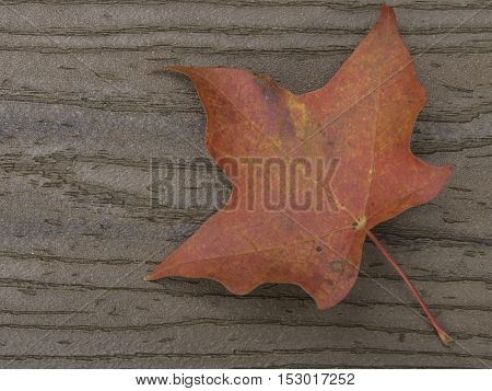 Red maple leaf on brown boards with stem on diagonal from lower right corner