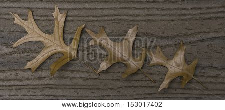 Three brown oak leaves in a diagonal row on brown boards
