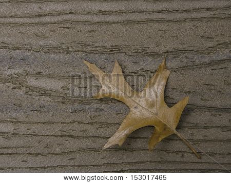 Brown oak leaf on brown boards with stem coming from lower right corner