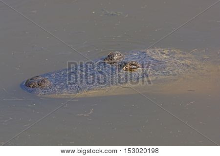Alligator floating in a Wetland Pond in Laguna Atascosa Wildlife Refuge in Texas