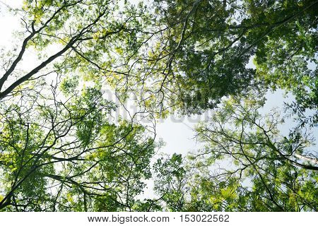 Trees Solitude Tranquil Nature Forest Tropical Concept