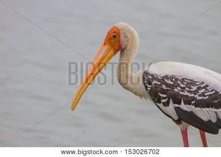 Painted Stork, Mycteria Leucocephala