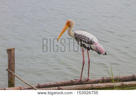 Painted Stork, Mycteria Leucocephala
