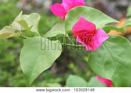 Bougainvillea flower purple selective focus glabra Choisy beautiful natural in garden