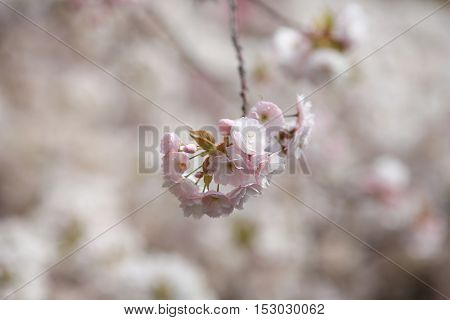 Cherry Blossom In Spring, Osaka