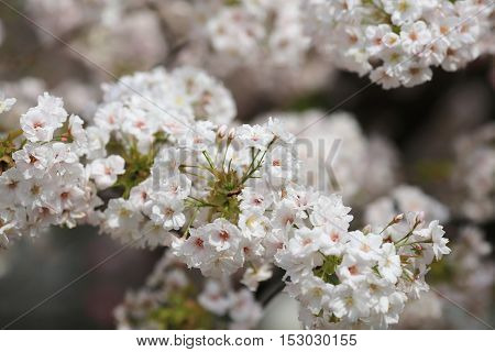 the Cherry blossom in spring at Osaka