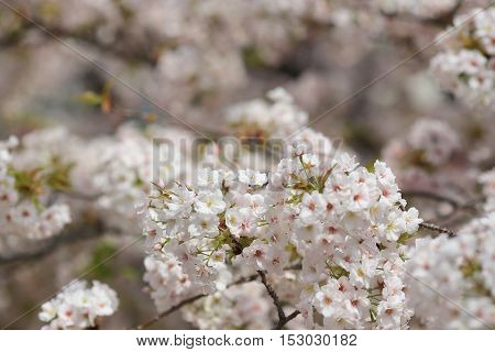 the Cherry blossom in spring at Osaka