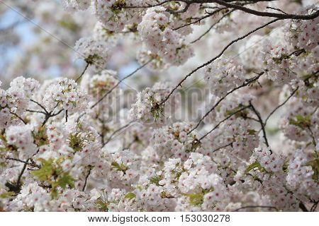 the Cherry blossom in spring at Osaka