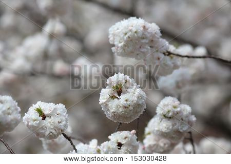 Cherry Blossom In Spring, Osaka