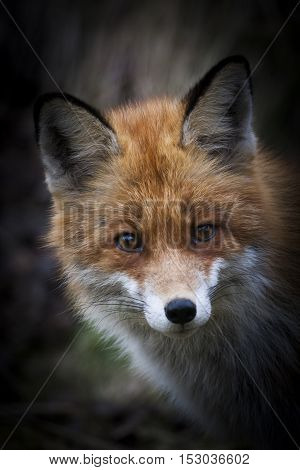 a close up of the head of a red fox