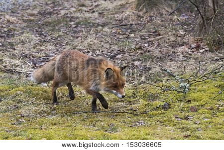 a european red fox walking on the lawn