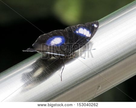 Great Eggfly Butterfly (male) in garden of Niagara Falls Canada July 16 2016