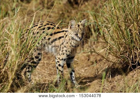 Serval Cat (felis Serval)