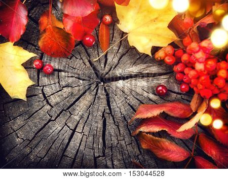 Thanksgiving background design. Autumn leaves and cranberries over cracked wooden background. Frame border design with space for your text. Thanksgiving wood table decorated with bright autumn leaves