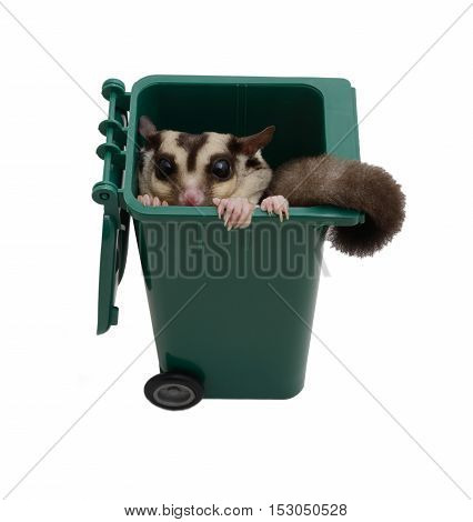 Sugar glider hide in a green small garbage bin on white background.