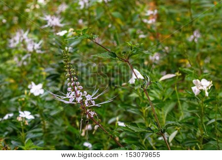 Lovely white flower in most beautiful garden