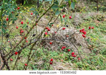 Rosehip Branches with Lots of Rred Fruits. Thorns on the branches of Rosehip.