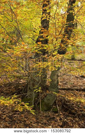 Tejera Negra Beech Forest Nature Park. Guadalajara Spain
