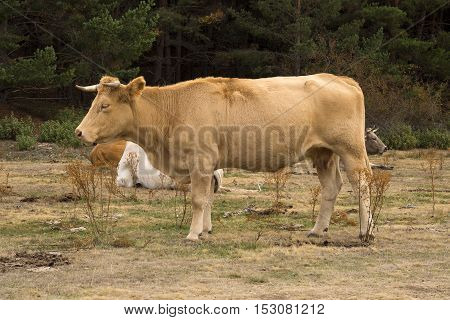 Herd of cows Tejera Negra natural park. Guadalajara. spain