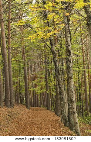 Tejera Negra Beech Forest Nature Park. Guadalajara Spain