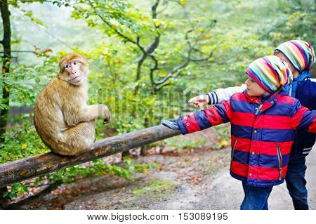 Two little kids boys in colorful clothes, watch monkey show in the zoo and feeding animals on a cold autumn day. Happy children watching animals in safari park.