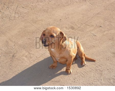 Piccolo cane bassotto
