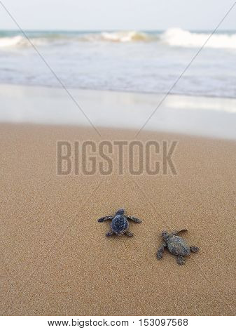 Baby turtles making it's way to the ocean