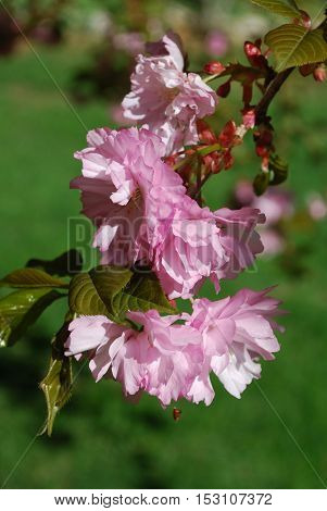 Beautiful cherry blossoms in trees in the Spring.