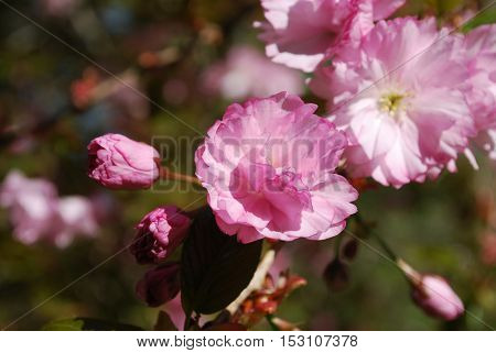 Blooming pink cherry blossoms flowering in Washington DC.