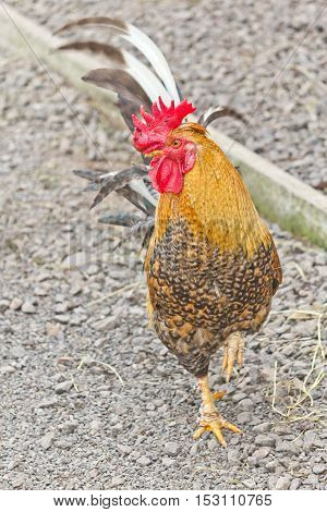 A Golden Cockerel Walking In The Farm