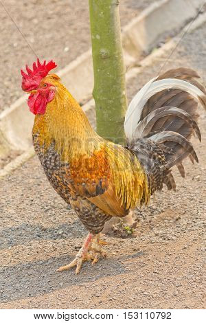 A Dirty Golden Cockerel Walking In The Farm