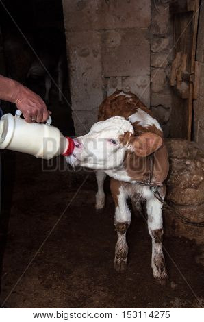 Cow Calf Sucking Milk from Hand Held Bottle