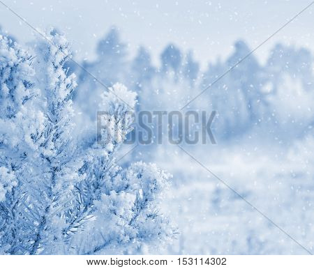 Bright winter landscape with snow-covered pine trees