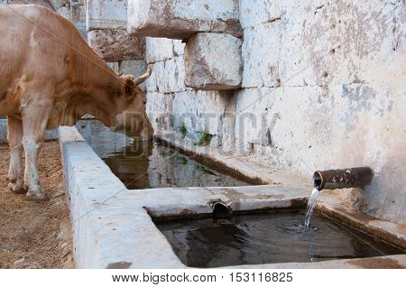 Cow drinking water from the village fountain