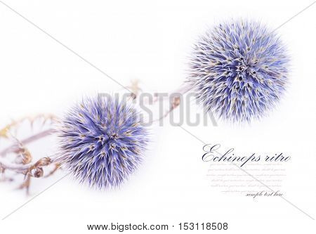 Echinops ritro isolated on white background.
