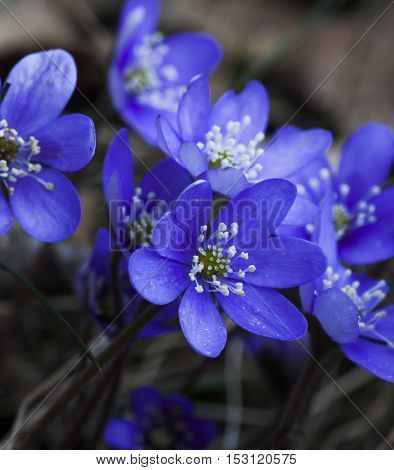blue anemones or liverleaves in a row