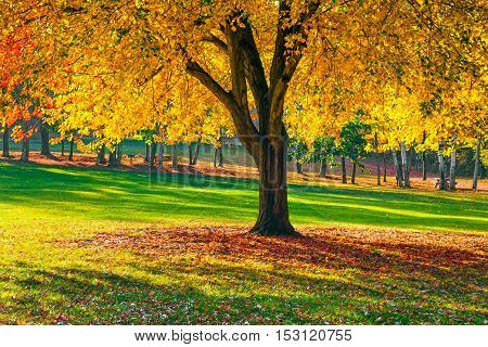 Vibrant Fall foiliage in this park in Long Valley New Jersey.