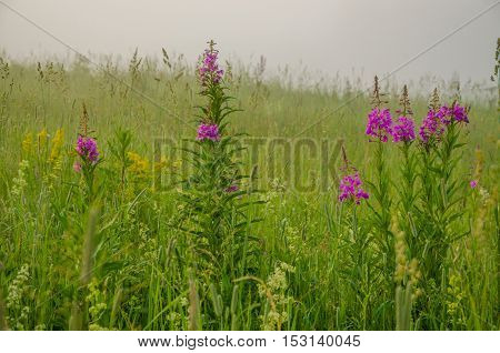 on a green lawn in the early foggy morning . dew on the lush green grass a summer misty morning. the sun's rays fall on the wet grass and flowers. Flower in thick morning fog