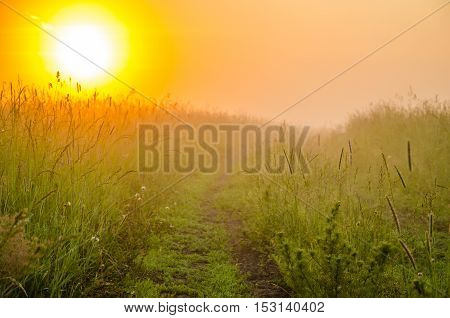 thick morning fog in the summer forest. thick morning fog in the forest at pond. Morning landscape in summer thick fog. dense fog in the morning.  early morning. forest hiding in the fog. forest path